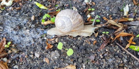 Caracol maçã proibido de entrar em Portugal – DGAV