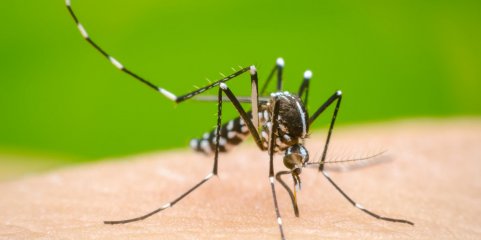 Cabo Verde prepara declaração de fim da epidemia de dengue