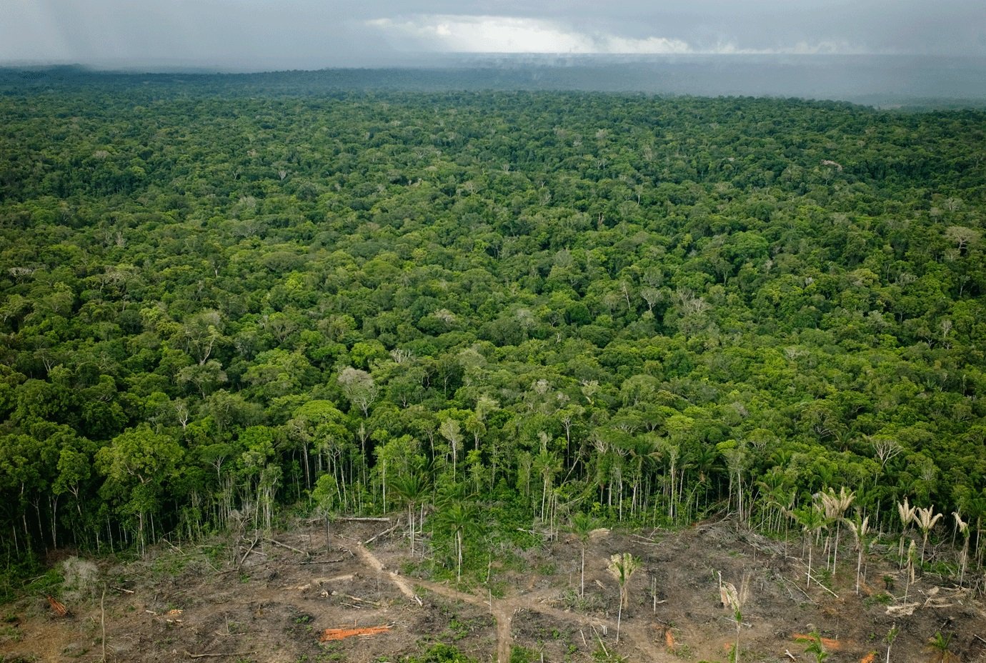 Brasil Deve Travar Usurpação De Terras Que Ameaça Destruição Da Amazónia 2861