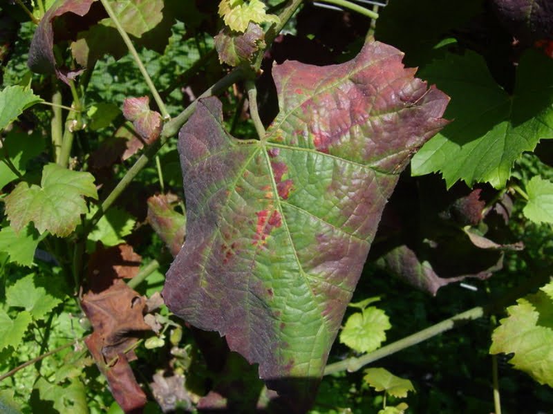 La DGAV agrée des zones d’intervention prioritaires face à la maladie de la vigne